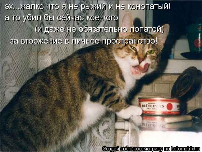 Котоматрица: эх...жалко что я не рыжий и не конопатый! а то убил бы сейчас кое-кого  (и даже не обязательно лопатой) за вторжение в личное пространство!