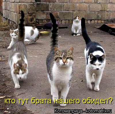 Котоматрица: кто тут брата нашего обидел?