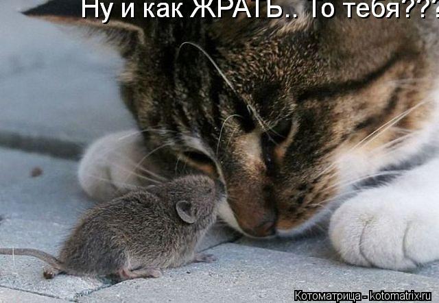 Котоматрица: Ну и как ЖРАТЬ.. То тебя??? Ну и как ЖРАТЬ.. То тебя??? Ну и как ЖРАТЬ.. То тебя???