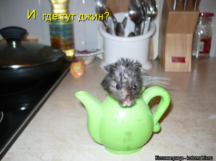 Котоматрица: И  где тут джин?
