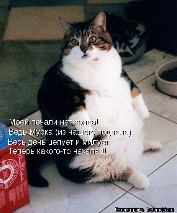 Котоматрица: Моей печали нет конца! Ведь Мурка (из нашего подвала) Теперь какого-то нахала!!! Весь день целует и милует