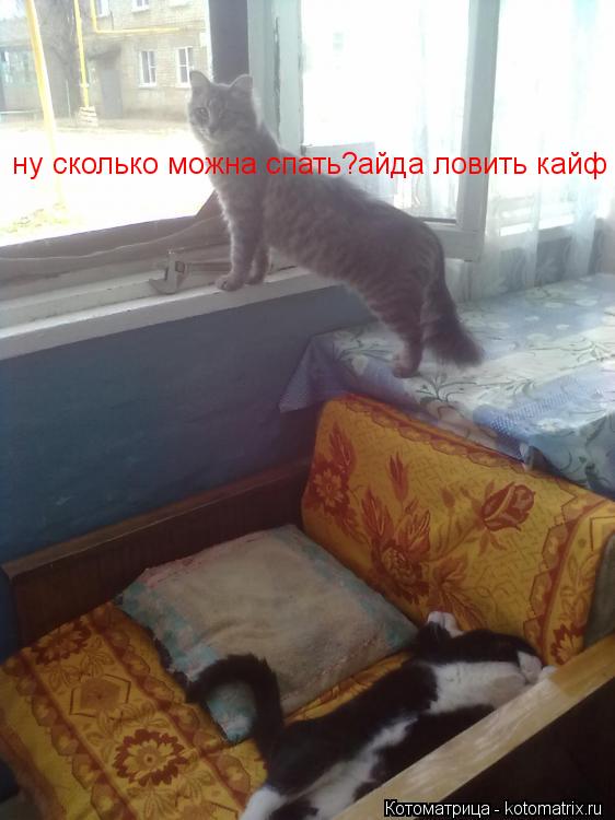 Котоматрица: ну сколько можна спать?айда ловить кайф