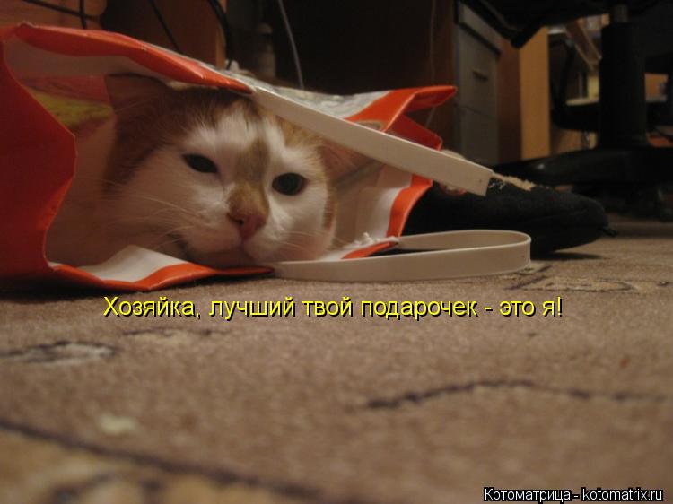 Котоматрица: Хозяйка, лучший твой подарочек - это я!