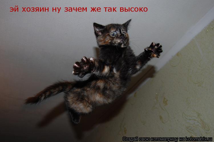 Котоматрица: эй хозяин ну зачем же так высоко