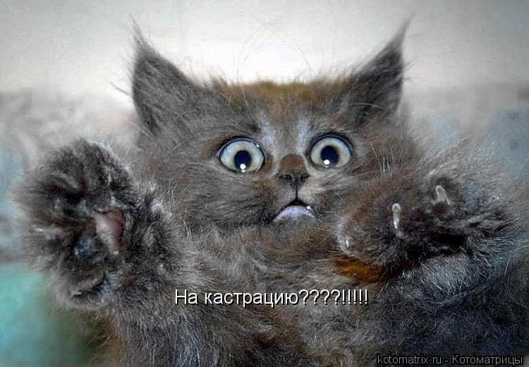 Котоматрица: На кастрацию????!!!!!