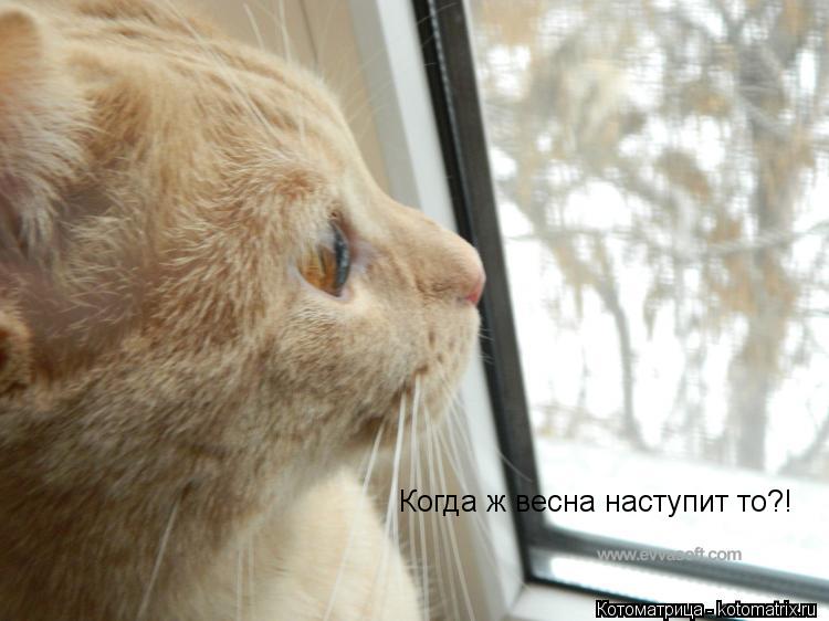 Котоматрица: Когда ж весна наступит то?!