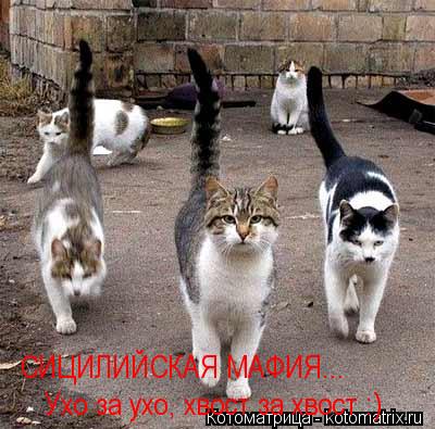 Котоматрица: СИЦИЛИЙСКАЯ МАФИЯ... Ухо за ухо, хвост за хвост :)