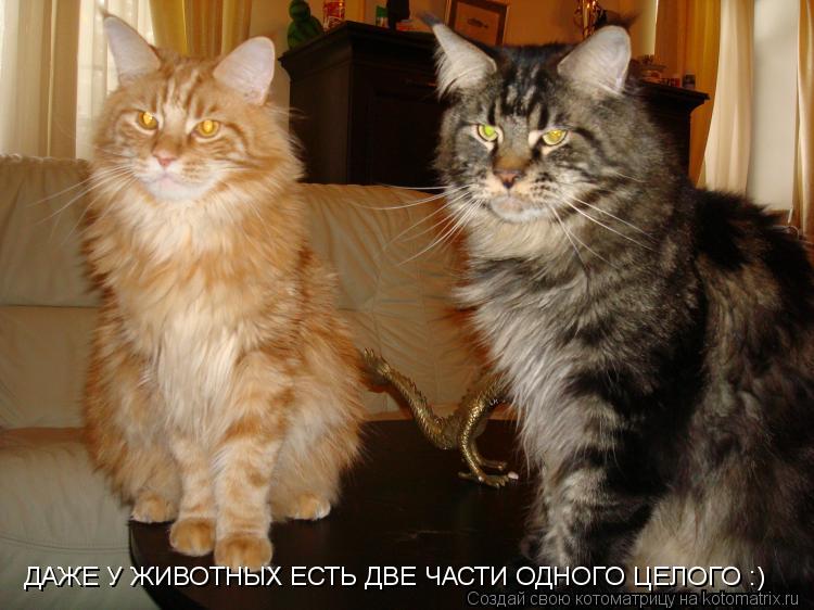 Котоматрица: ДАЖЕ У ЖИВОТНЫХ ЕСТЬ ДВЕ ЧАСТИ ОДНОГО ЦЕЛОГО :)