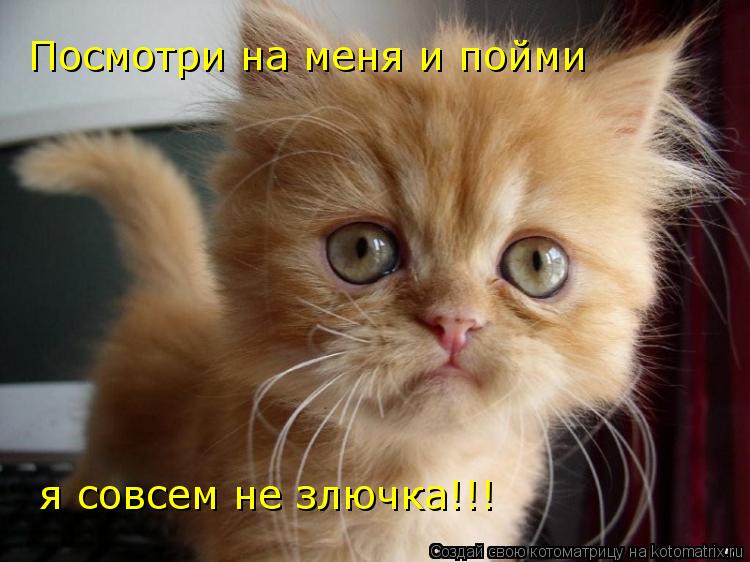 Котоматрица: Посмотри на меня и пойми  я совсем не злючка!!!