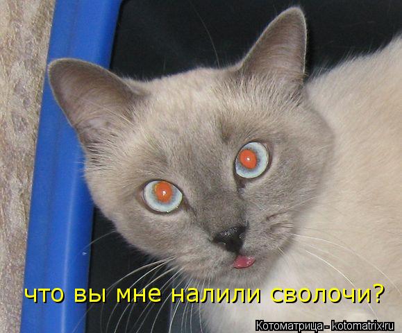Котоматрица: что вы мне налили сволочи?