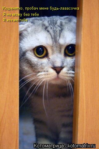 Котоматрица: Кошенятко, пробач мене будь-лааасочка Я не можу без тебе Я кохаю тебе