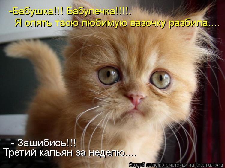 Котоматрица: -Бабушка!!! Бабулечка!!!!.  Я опять твою любимую вазочку разбила....  - Зашибись!!!  Третий кальян за неделю....