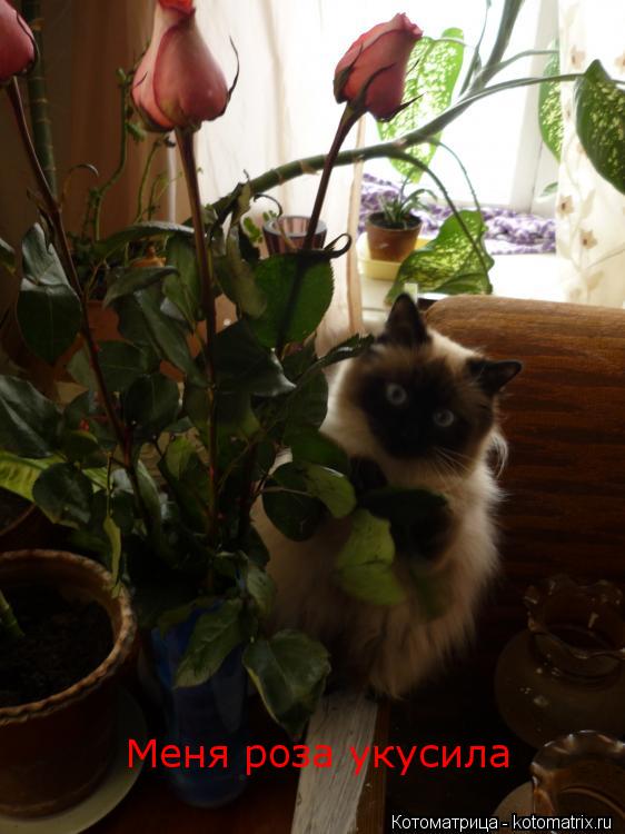 Котоматрица: Меня роза укусила