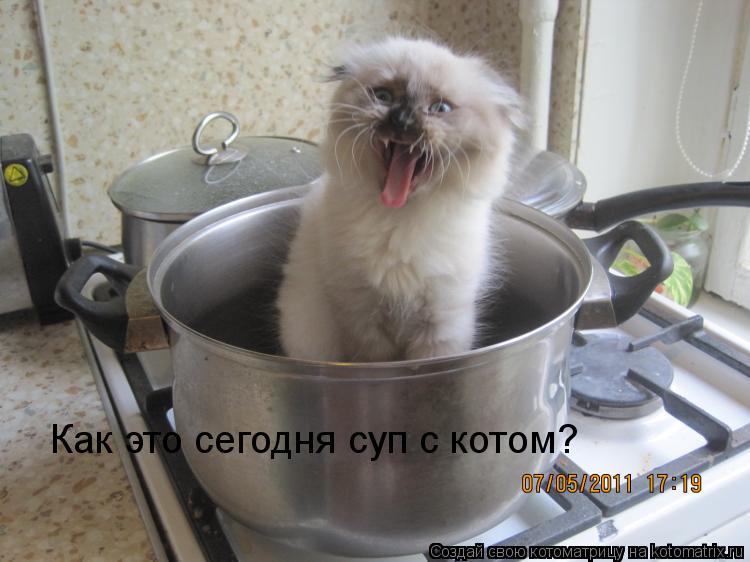 Котоматрица: Как это сегодня суп с котом?