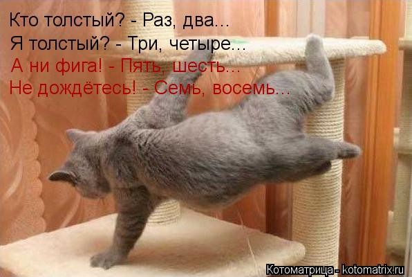 Котоматрица: Кто толстый? - Раз, два... Я толстый? - Три, четыре... А ни фига! - Пять, шесть... Не дождётесь! - Семь, восемь...