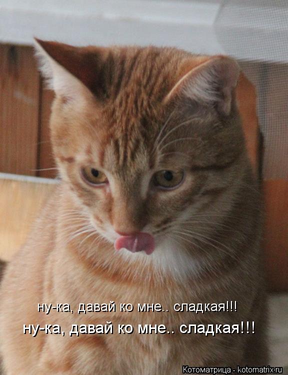 Котоматрица: ну-ка, давай ко мне.. сладкая!!! ну-ка, давай ко мне.. сладкая!!!