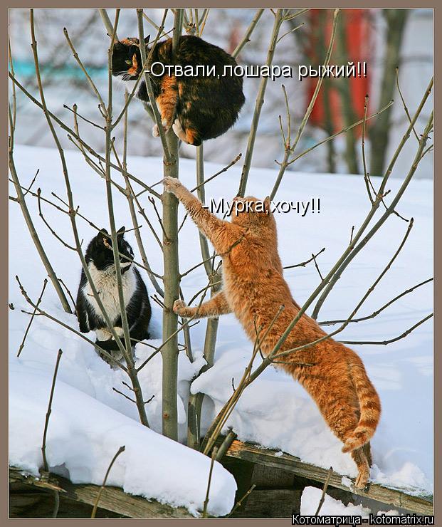 Котоматрица: -Мурка,хочу!! -Отвали,лошара рыжий!!