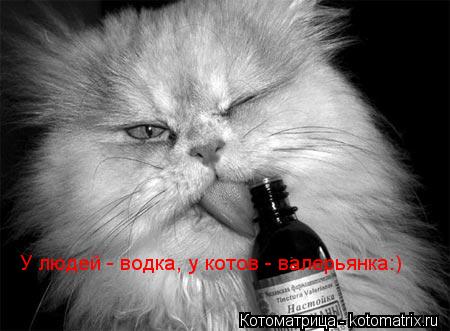 Котоматрица: У людей - водка, у котов - валерьянка:)