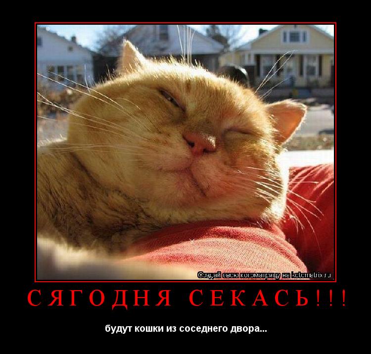 Котоматрица: СЯГОДНЯ СЕКАСЬ!!! будут кошки из соседнего двора...