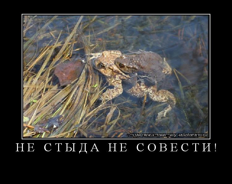 Котоматрица: не стыда не совести! 