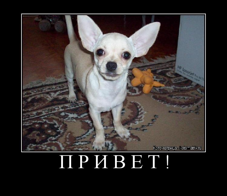 Привет! ... Котоматрица: Привет!
