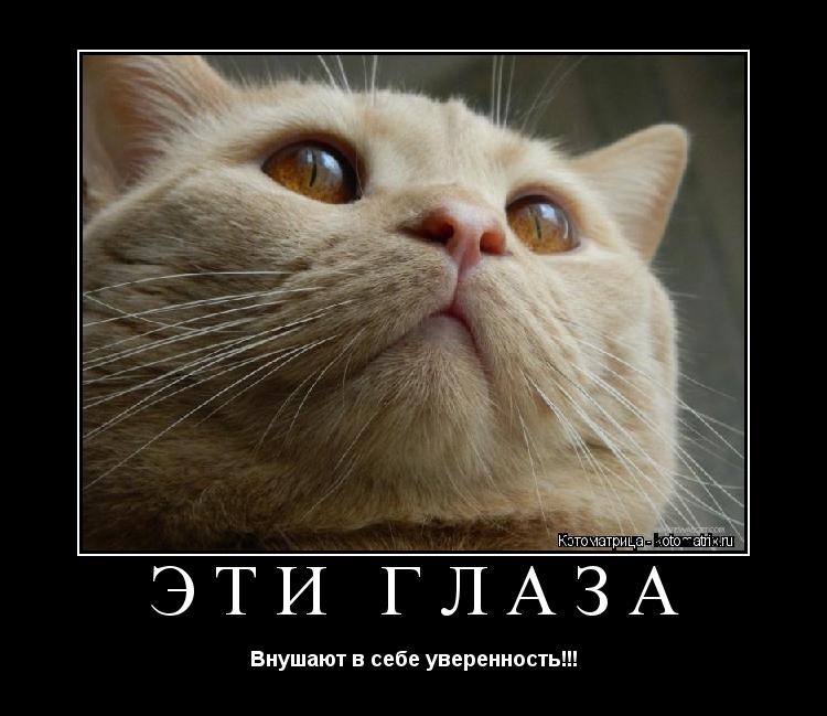 Эти глаза Внушают в себе уверенность!!!... Котоматрица: Эти глаза Внушают в себе уверенность!!!