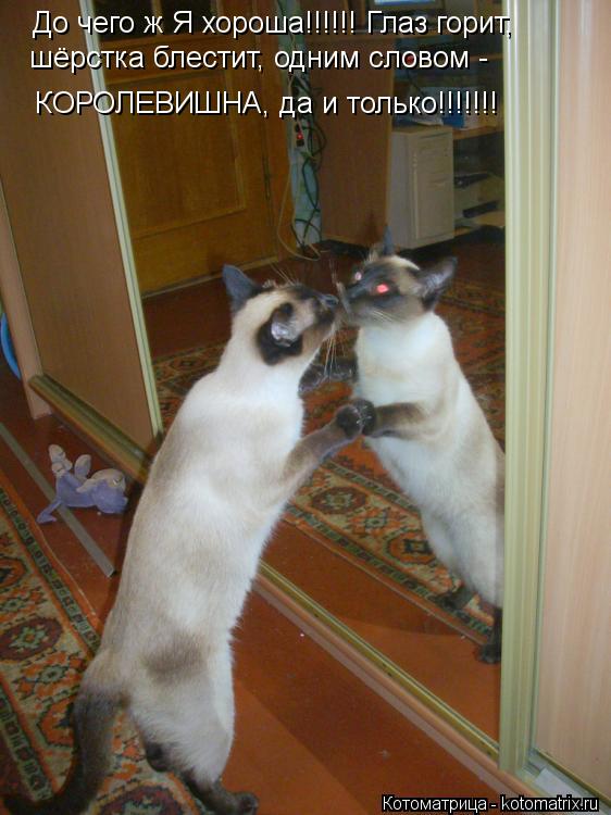 Котоматрица: До чего ж Я хороша!!!!!! Глаз горит, шёрстка блестит, одним словом - КОРОЛЕВИШНА, да и только!!!!!!!