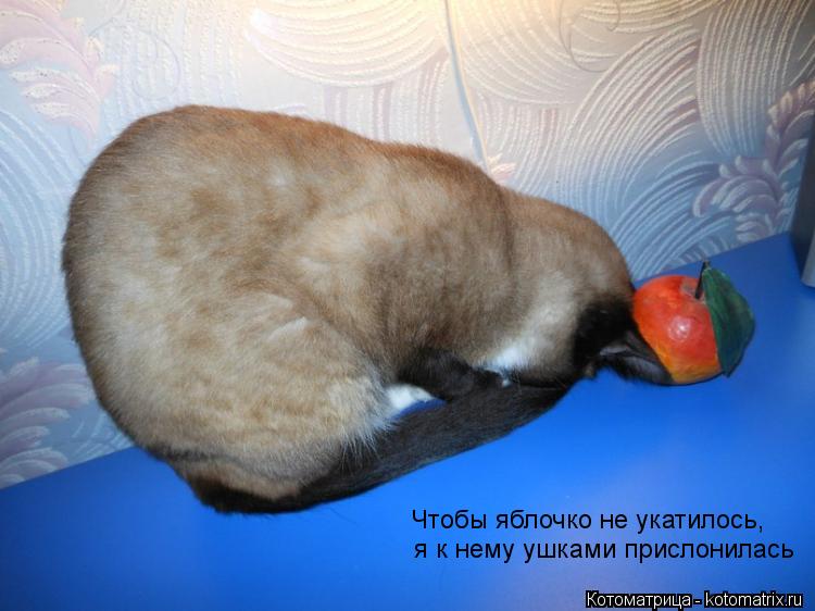 Котоматрица: Чтобы яблочко не укатилось, я к нему ушками прислонилась