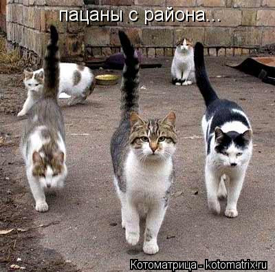 Котоматрица: пацаны с района...