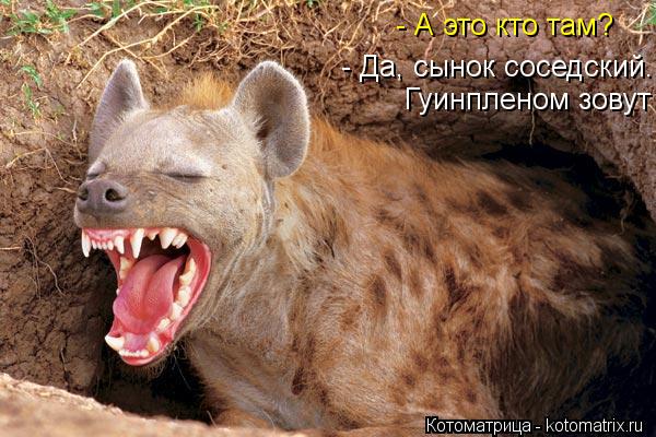 Котоматрица: - Да, сынок соседский.   Гуинпленом зовут  - А это кто там?