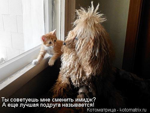 Котоматрица: Ты советуешь мне сменить имидж? А еще лучшая подруга называется!