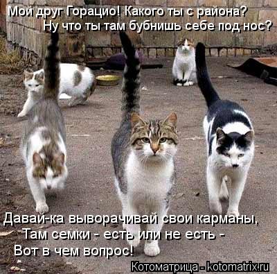 Котоматрица: Мой друг Горацио! Какого ты с района? Ну что ты там бубнишь себе под нос? Давай-ка выворачивай свои карманы, Там семки - есть или не есть - Вот в