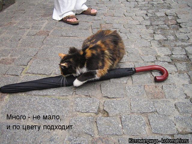 Котоматрица: Много - не мало, и по цвету подходит