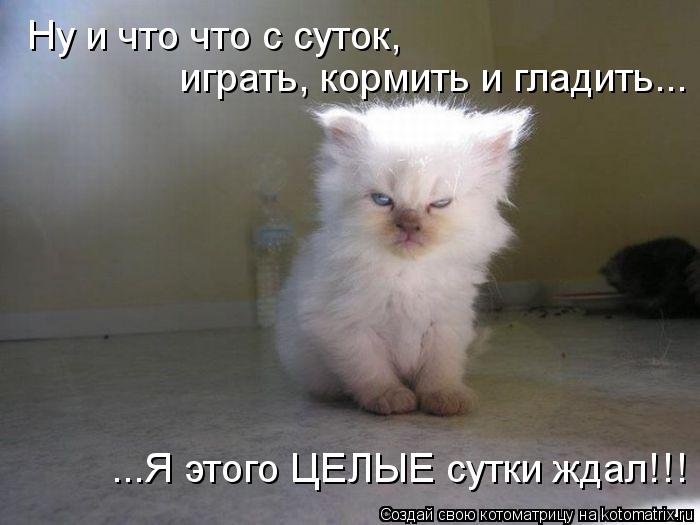 Ну и что что с суток, играть, кормить и гладить... ...Я этого ЦЕЛЫЕ сутки ждал!!!... Котоматрица: Ну и что что с суток, играть, кормить и гладить... ...Я этого ЦЕЛЫЕ сутки ждал!!!