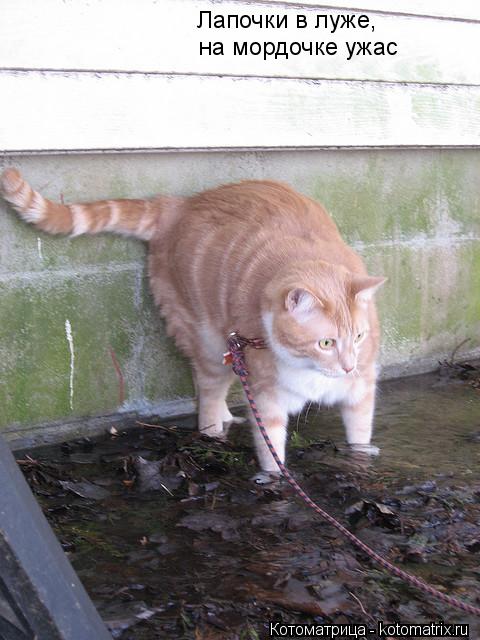Котоматрица: Лапочки в луже, на мордочке ужас