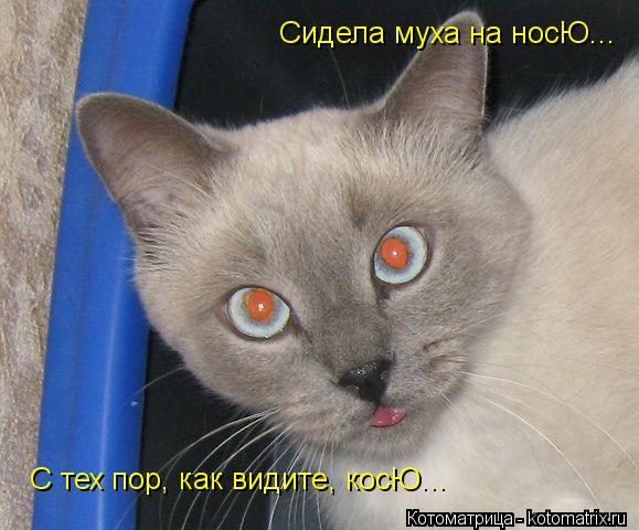 Котоматрица: Сидела муха на носЮ... С тех пор, как видите, косЮ...