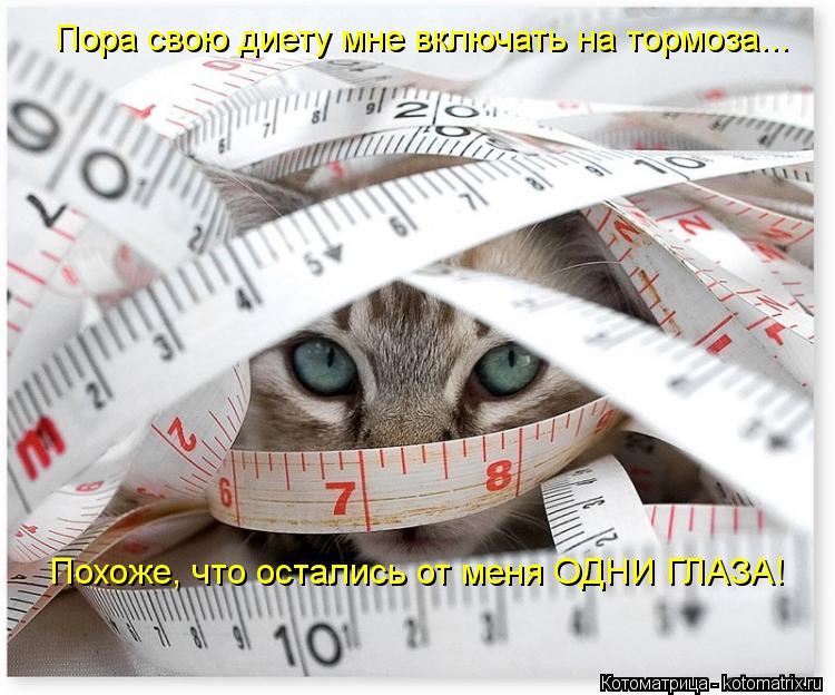 Котоматрица: Пора свою диету мне включать на тормоза... Похоже, что остались от меня ОДНИ ГЛАЗА!