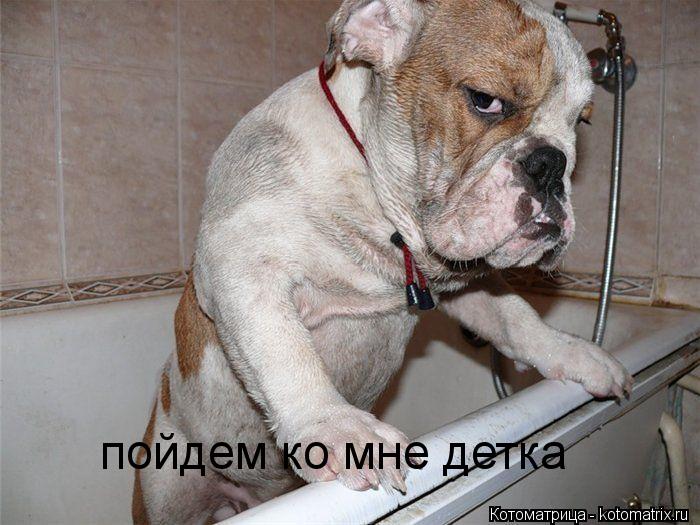 Котоматрица: пойдем ко мне детка