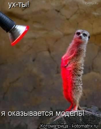 Котоматрица: ух-ты! я оказывается модель!