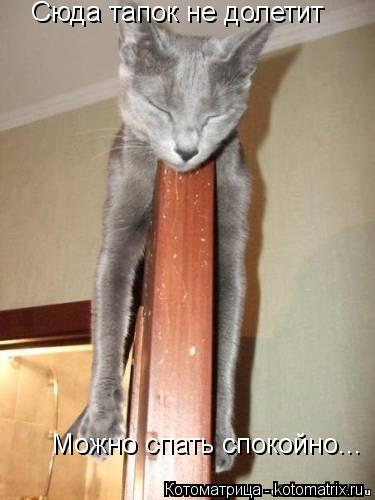 Котоматрица: Сюда тапок не долетит Можно спать спокойно...