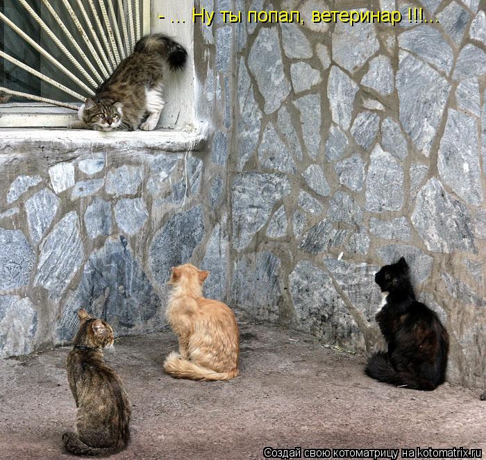 Котоматрица: - ... Ну ты попал, ветеринар !!!...