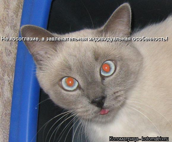 Котоматрица: Не косоглазие, а завлекательная индивидуальная особенность!