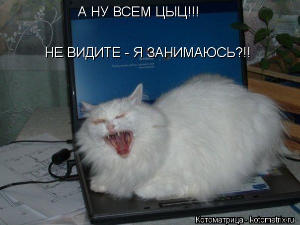 Котоматрица: А НУ ВСЕМ ЦЫЦ!!! НЕ ВИДИТЕ - Я ЗАНИМАЮСЬ?!!