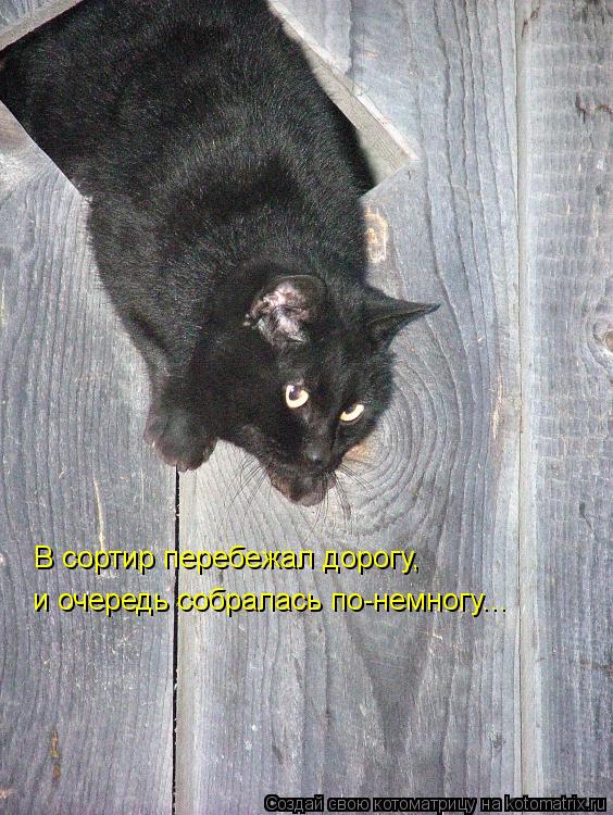 Котоматрица: В сортир перебежал дорогу, и очередь собралась по-немногу...