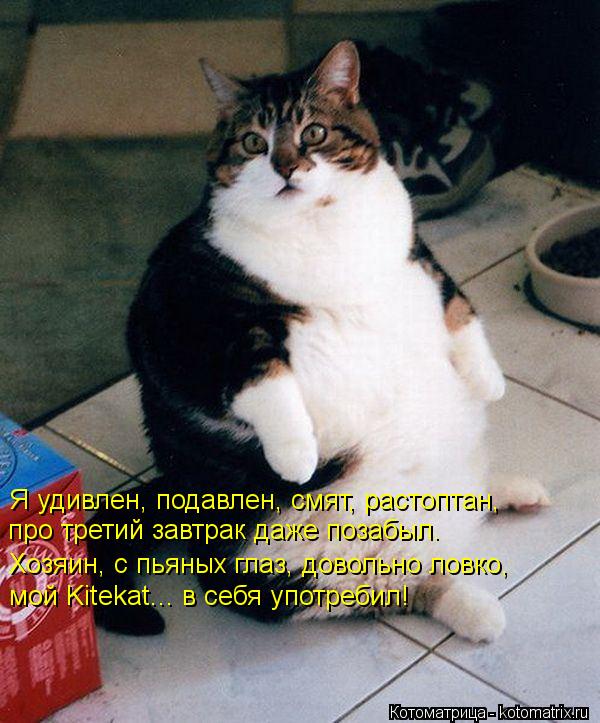 Котоматрица: Я удивлен, подавлен, смят, растоптан,  про третий завтрак даже позабыл.   Хозяин, с пьяных глаз, довольно ловко,  мой Kitekat... в себя употребил!
