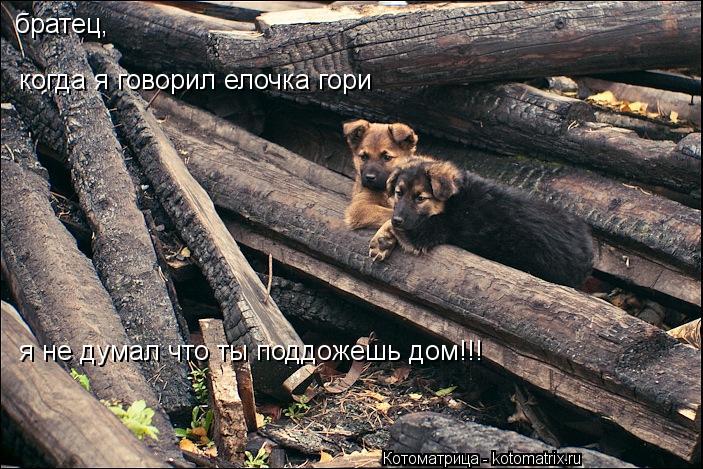Котоматрица: братец, когда я говорил елочка гори я не думал что ты поддожешь дом!!!