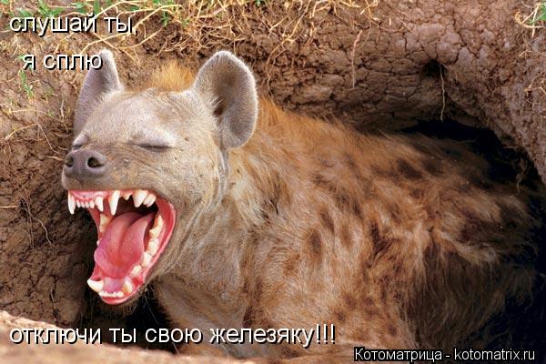Котоматрица: слушай ты, я сплю отключи ты свою железяку!!!