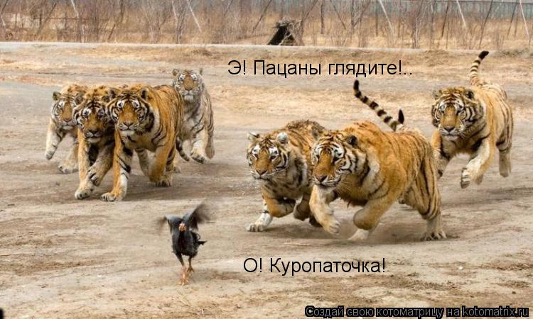 Э! Пацаны глядите!.. О! Куропаточка!... Котоматрица: Э! Пацаны глядите!.. О! Куропаточка!