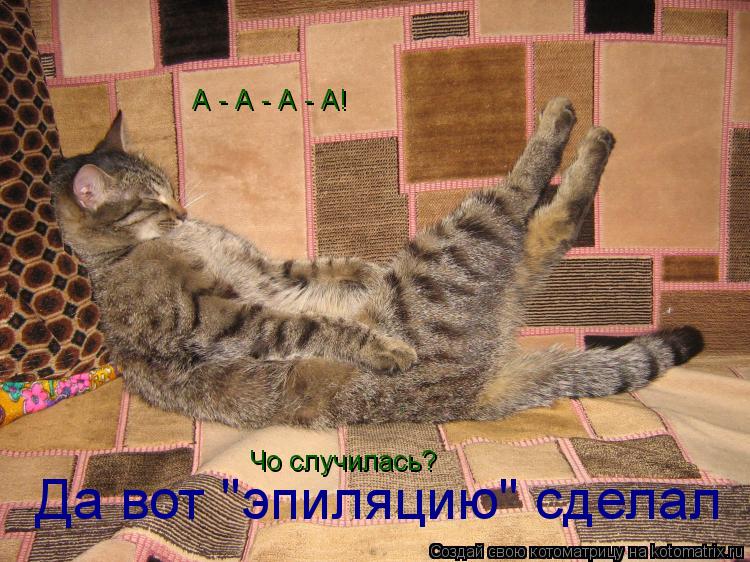 А - А - А - А! Чо случилась? Да вот "эпиляцию" сделал... Котоматрица: А - А - А - А! Чо случилась? Да вот "эпиляцию" сделал