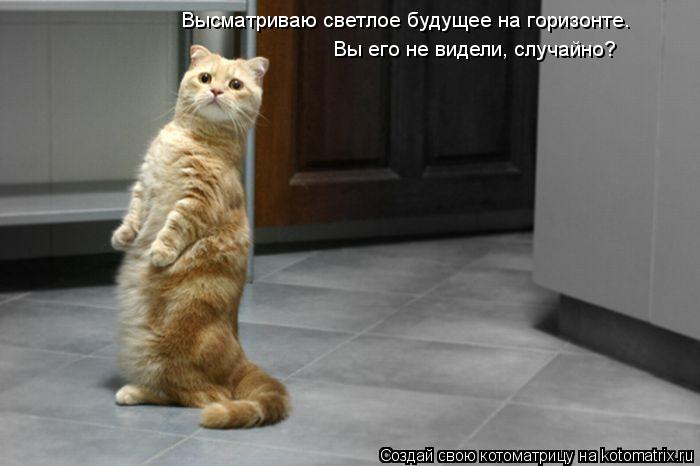 Высматриваю светлое будущее на горизонте. Вы его не видели, случайно?... Котоматрица: Высматриваю светлое будущее на горизонте. Вы его не видели, случайно?